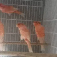 قناری قرمز کاکلی و بدون کاکل مست خوان