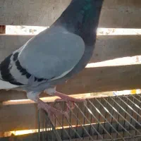 کفتر  المانی سبز و پولک