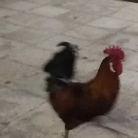 خروس نطفه دار