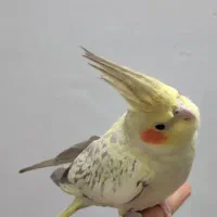 عروس هلندی