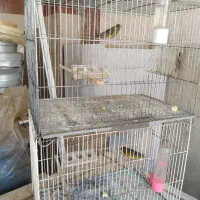 فروش انواع قناری یکجا همه|پرنده|خوی, |دیوار