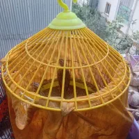 پرنده|پرنده|رشت, رودبارتان|دیوار