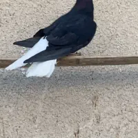 جوجه زاغ مایدم ۱۶ پر دم نر دم سفید|پرنده|همدان, |دیوار