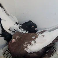 کفتر جفت سینه. کفتر جفت شهری