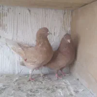 کفتر  زرد نرو ماده  ...و دوتا جوجه سرور زرد