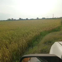 برنج ارگانیک بدونه واسطه