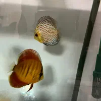 ماهی دیسکس سالم و نژاد دار