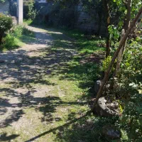 سوئیت تک خواب جنگلی