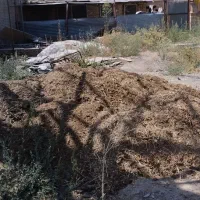 کود گاو