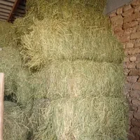 یونجه چین اخر