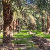 حراج 4300مترزمین110عددرخت خرما