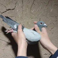 فروش تعدادی کبوتر