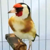 سهره چهارگل نر مست بخون آنتیک درشت کشیده قناری