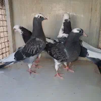 کفتر