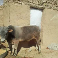 گوساله سوئیسی نر