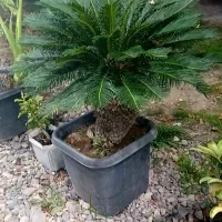 سیکاس خاص ۴۰ ساله