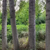 خریدار درخت صنوبر و ضایعات هستم در لنگرودو...