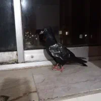 کبوتر|حیوانات|بجنورد, |دیوار