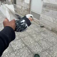 کفتر گرفتنی بلندی