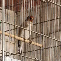 سهره دورگه فیروز کوه