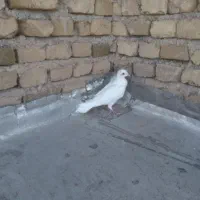 شیخی. مسافتی سفید. گرگی.تهرانی.چیل|پرنده|مرند, |دیوار