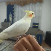 یک عروس هلندی ماده|پرنده|قرچک, زیبا شهر|دیوار