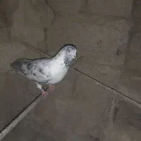 جفت تهرانی