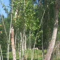 نظافت ساختمان میکنم