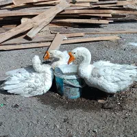 قوغاز چینی|پرنده|قزوین, |دیوار