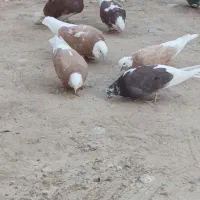 کبوتر پرشی شازده زرد و قرمز .سیاه زغالی