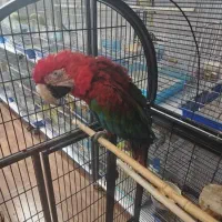 طوطی ارا قرمز