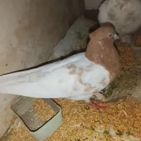 کفتر