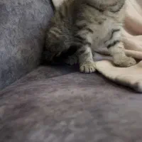 بریتیش تبی گلد|گربه|تهران, دانشگاه شریف|دیوار