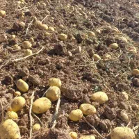 فروش بذر جیلی واگریا..همدان کبودر اهنگ ..|عمدهفروشی|ثمرین, |دیوار