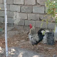 خروس
