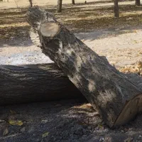 تنه درخت گردو|گل و گیاه طبیعی|سامن, |دیوار