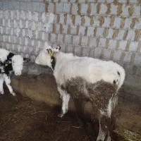 9عددگاو|حیوانات مزرعه|مشگین شهر, |دیوار