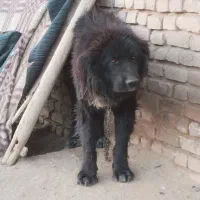 معاوضه سگ قدریجونی با سرابی