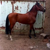 فروش کره ۴ ساله از آرش سین