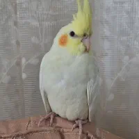 عروس هلندی جفت نر و ماده|پرنده|مشکیندشت, |دیوار