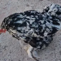 مرغ و خروس|حیوانات مزرعه|تبریز, |دیوار