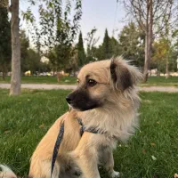 سگ گمشده|حیوانات|نجف‌آباد, صالح آباد|دیوار