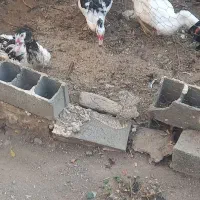 دو عدد اردک اسراییلی نر|حیوانات مزرعه|رودهن, |دیوار
