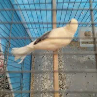 فروش جوجه قناری|پرنده|بافق, |دیوار