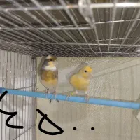 فروش10جفت قناری روی تخم و جوجه به صورت کلی و یک جا|پرنده|شاهرود, |دیوار