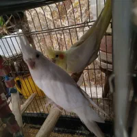 عروس هلندی مولد با جوجه