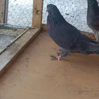 کفتر زاغ ازم رفته