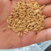 سلام چهار تن گندم بوجار ی