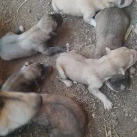 بچه. هاسکی. مادر هاسکی. پدر ش هاسکی. 6عدد
