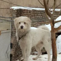 سگ پا کوتاه واکسن زده شناسنامه دار